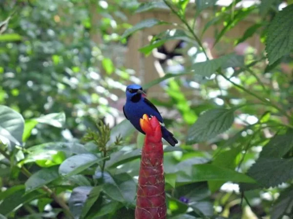 Wearable Tech Data Showing Up on Twitter 2 bird