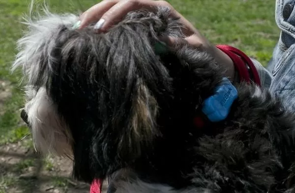 FitBark is a Wearable Dog Bone that Teaches You How to Raise a Healthy Pup 3 fitbark-2