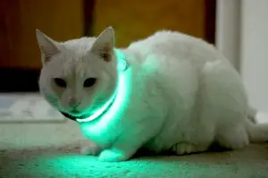 HALO Mini is an Illuminated Dog and Cat Collar That Keeps Your Pets Safe 3 halo-mini-2