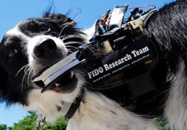 Introducing FIDO - The Wearable Computer For Man's Best Friend 2 fido1