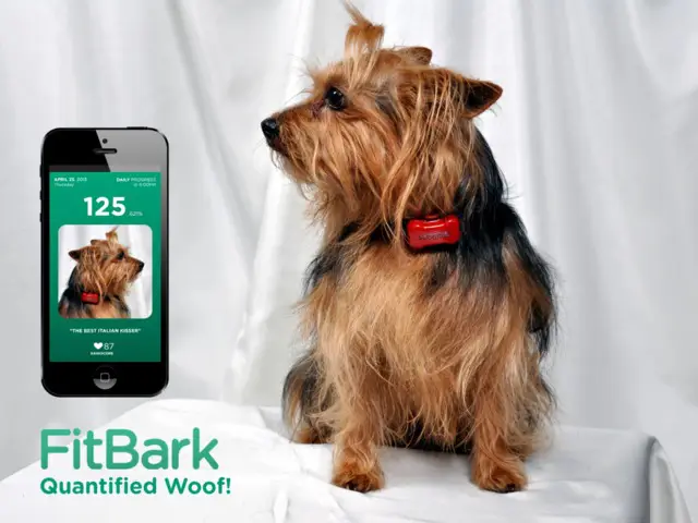 Keep Up With Your Dog with the FitBark Wireless Activity Tracker 5 fitbark