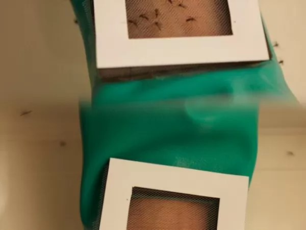 The Kite Patch Makes You Completely Invisible to Mosquitoes 2 kite-patch-2