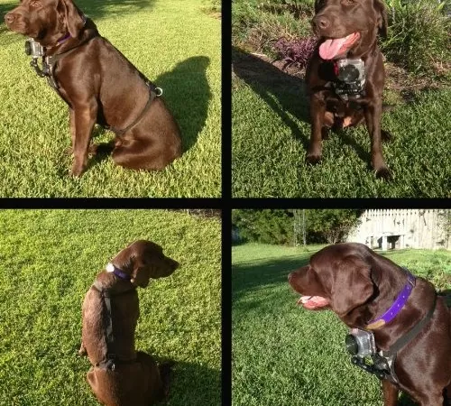 Mutt Mount Uses GoPro Camera to Let Pooches Take Pics 2 muttmount