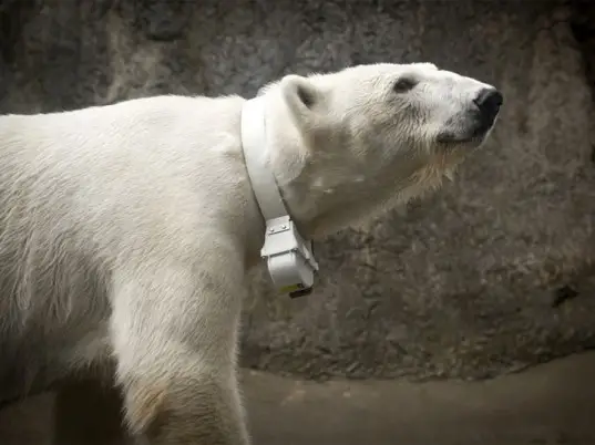 Neckwear For Polar Bears - Capturing Information About Climate Change 2 polarbearcollar