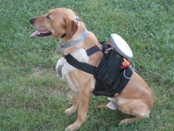 Remote Control Dog Walker is the Epitome of Lazy 2 dog