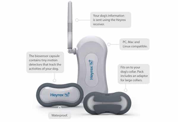 heyrex-1