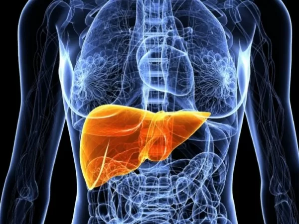 Now 3D-Printed Livers are a Thing 2 human-liver-3d-printer