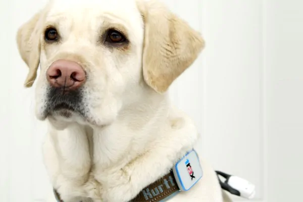 Trax is a Wearable GPS Tracker For Stalking Your Kids & Pets 4 resize-2