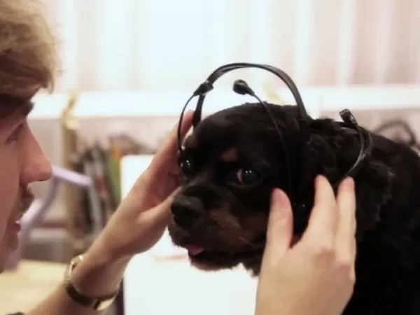 This Doggie Headset Reads Your Pooches Mind 2 No More Woof