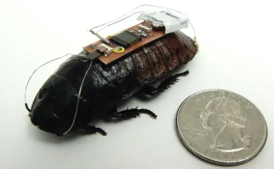 Dystopia alert: Researchers turn cockroaches into cyborg slaves 2 cyborg cockroach 1