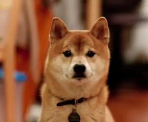 dog collar cloud fujitsu 2 All dogs go to digital heaven, introducing Fujitsu's new cloud-enabled canine collar 3