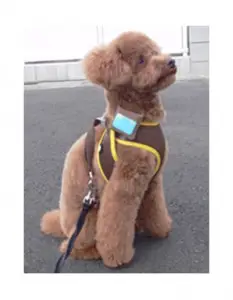 dog collar cloud fujitsu 4 All dogs go to digital heaven, introducing Fujitsu's new cloud-enabled canine collar 4