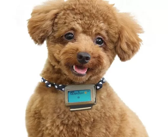 Fujitsu's Wandant dog pedometer uses cloud and NFC to track your pooch 2 fujitsu-wandant-1