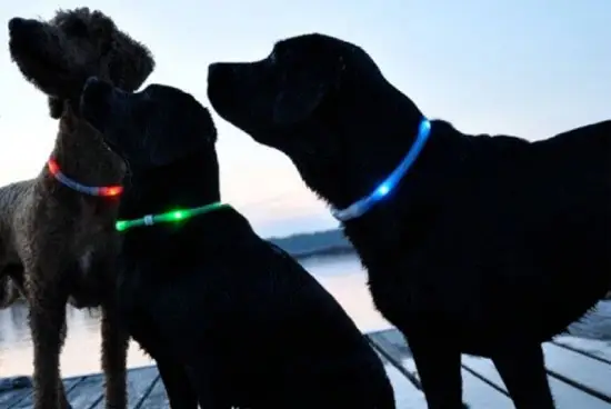 glowdoggie 1