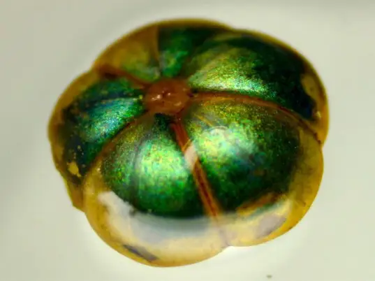 Scientists create fiber that changes color when stretched 2 smart-fiber-1