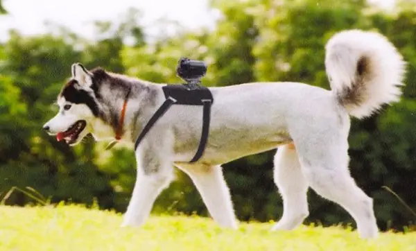 Sony Readies Wearable HD Camera Harness For, um, Dogs 2 sony-dog-cam-1