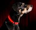 Illumiseen LED Dog Collar - RUBY RED Illumiseen LED Dog Collar - RUBY RED