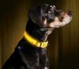 Illumiseen LED Dog Collar - SUNBURST YELLOW Illumiseen LED Dog Collar - SUNBURST YELLOW