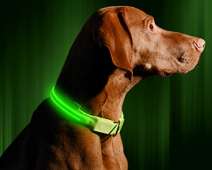 Illumiseen LED Dog Collar - NEON GREEN
