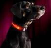 Illumiseen LED Dog Collar - COTTON CANDY PINK Illumiseen LED Dog Collar - COTTON CANDY PINK