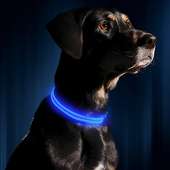 Illumiseen LED Dog Collar - ROYAL BLUE