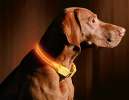 Illumiseen LED Dog Collar - BRIGHT ORANGE Illumiseen LED Dog Collar - BRIGHT ORANGE