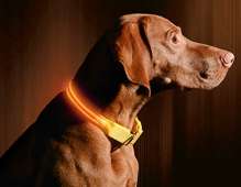 Illumiseen LED Dog Collar - BRIGHT ORANGE