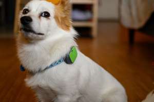 Whistle Go Explore Impressions: A Smarter Pet Tracker ...