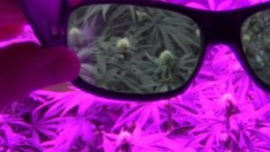 8 Best Grow Room Glasses (Updated February 2020) And Buyer's Guide