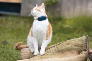 GPS Cat Tracker & Cat Collar with Activity Monitoring | Tractive