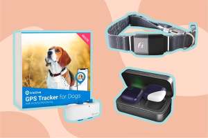 The 5 Best GPS Trackers for Dogs