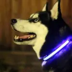 HALO Mini is an Illuminated Dog and Cat Collar That Keeps Your Pets Safe 14