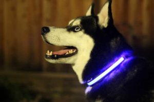 HALO Mini is an Illuminated Dog and Cat Collar That Keeps Your Pets Safe 1