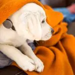 Introducing Whistle - The Fitness Tracker for Man's Best Friend 15