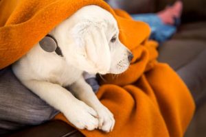 Introducing Whistle - The Fitness Tracker for Man's Best Friend 1