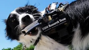 Introducing FIDO - The Wearable Computer For Man's Best Friend 13