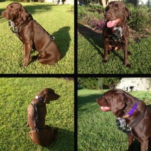 Mutt Mount Uses GoPro Camera to Let Pooches Take Pics 10