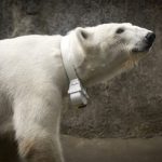 Neckwear For Polar Bears - Capturing Information About Climate Change 33 Neckwear For Polar Bears - Capturing Information About Climate Change 16