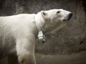 Neckwear For Polar Bears - Capturing Information About Climate Change 13