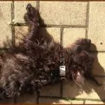 WoofLinks Lets You Store All Kinds of Information on Your Dog's Collar 19
