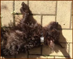 WoofLinks Lets You Store All Kinds of Information on Your Dog's Collar 1 WoofLinks Lets You Store All Kinds of Information on Your Dog's Collar 1