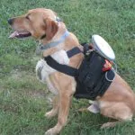 Remote Control Dog Walker is the Epitome of Lazy 13