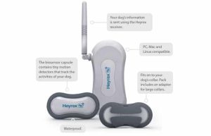 Heyrex is the Ultimate Fitness Tracker(For Dogs) 10