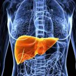 Now 3D-Printed Livers are a Thing 30