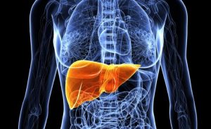 Now 3D-Printed Livers are a Thing 9