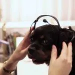 This Doggie Headset Reads Your Pooches Mind 17