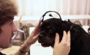 This Doggie Headset Reads Your Pooches Mind 12