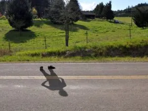 Texas Researchers Create Battery Powered Invisibility Cloak 1 Texas Researchers Create Battery Powered Invisibility Cloak 1