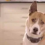VOYCE Dog Collar Tracks Everything Your Pooch Does 11