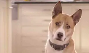 VOYCE Dog Collar Tracks Everything Your Pooch Does 13